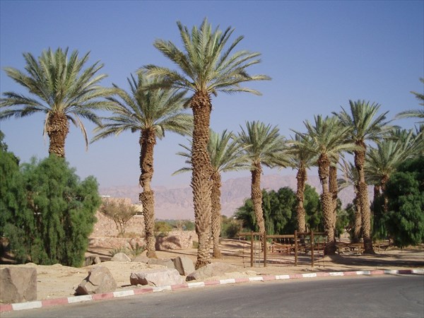 021-Пальмы в пустыне